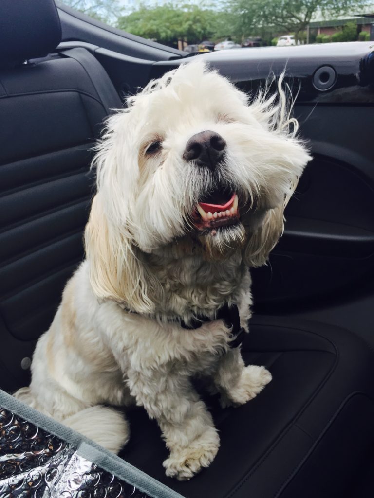 latianaology-vw beetle 